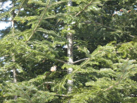 Image de Mésange à tête brune