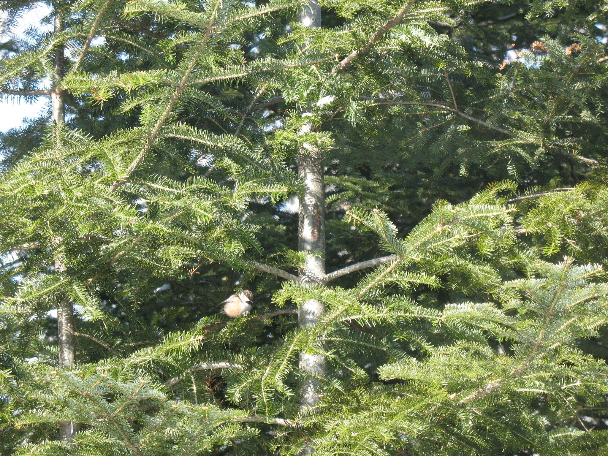 Image de Mésange à tête brune