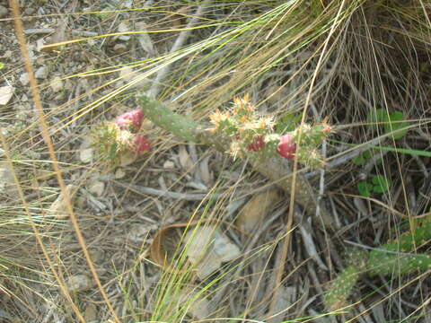 Image of Austrocylindropuntia shaferi (Britton & Rose) Backeb.