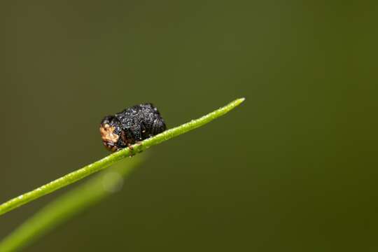 صورة Exema neglecta Blatchley 1920