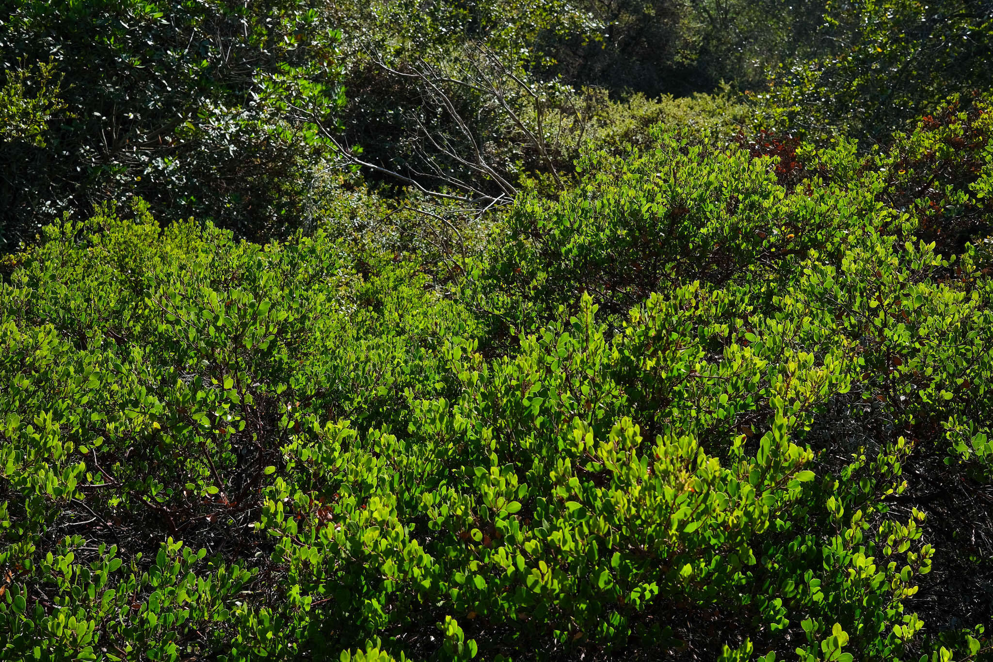 Image of Hooker's manzanita