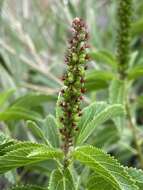 Image of Acalypha communis Müll. Arg.