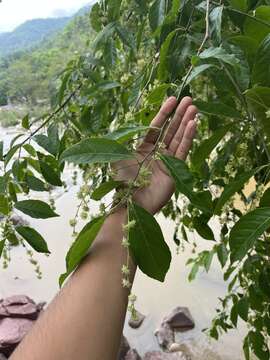 Image of White Cogwood