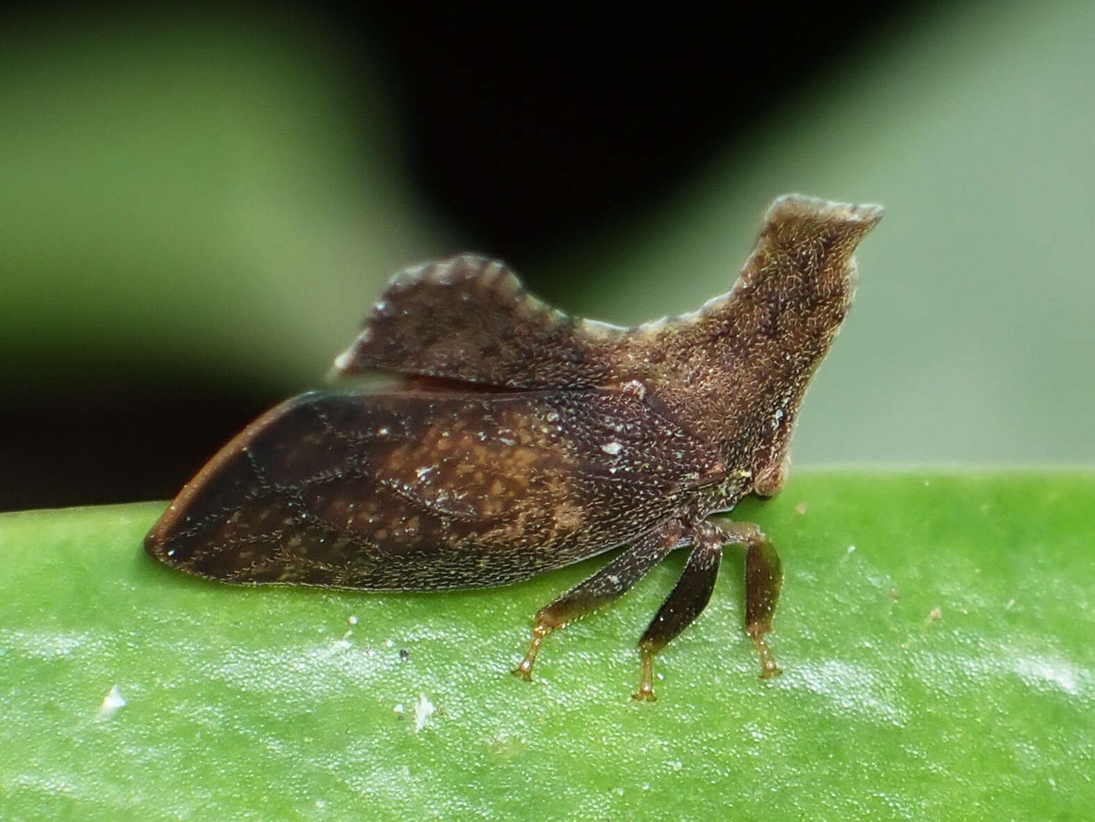 Image of Stegaspis fronditia Linnaeus 1758