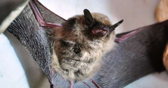 Myotis lavali Moratelli, Peracchi, Dias & de Oliveira 2011的圖片