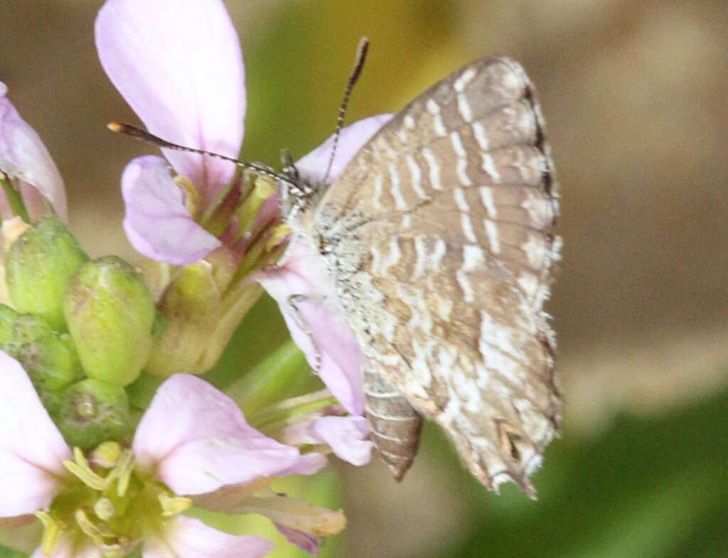 Image de Theclinesthes serpentata (Herrich-Schäffer 1869)