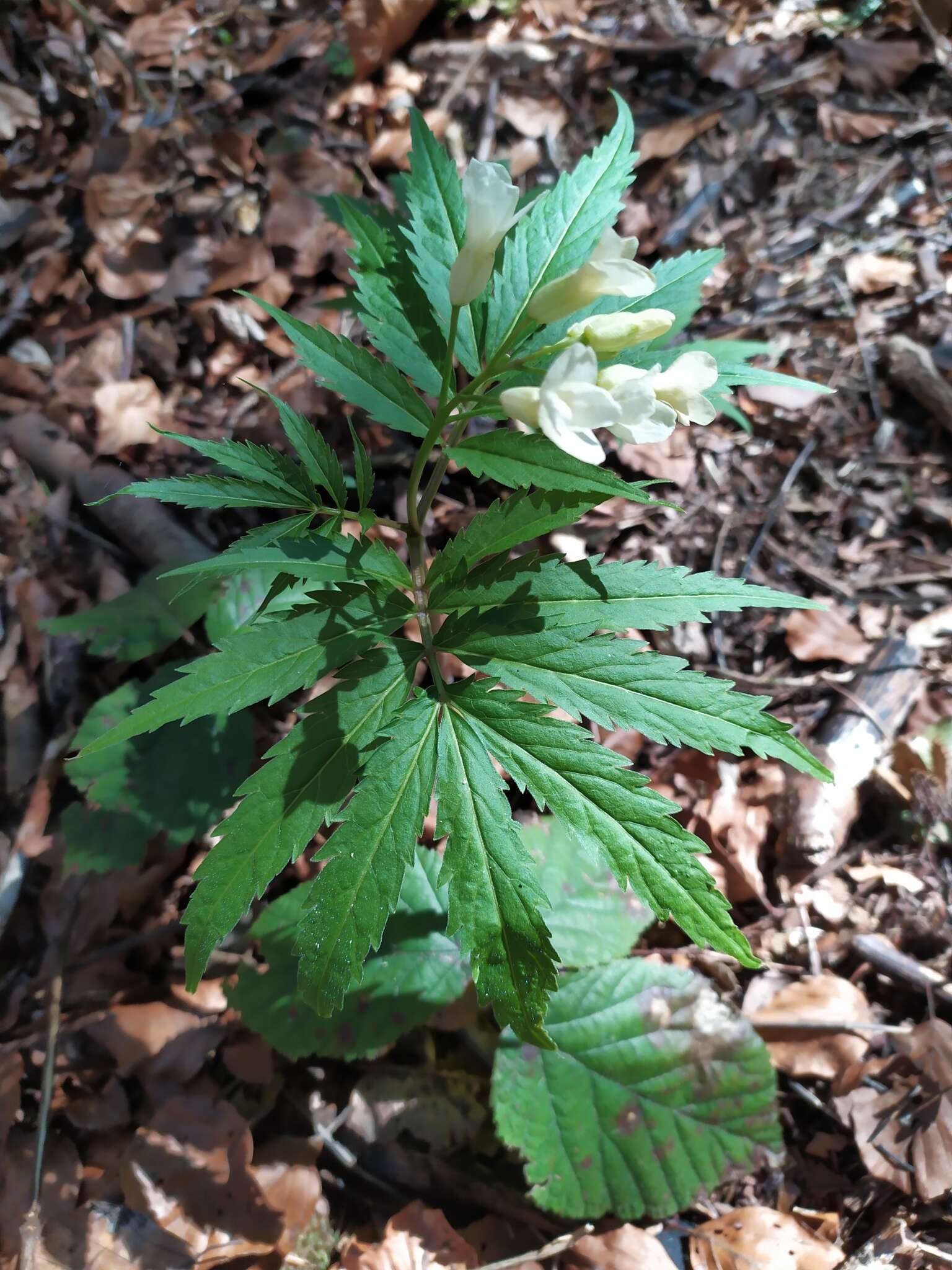 Слика од Cardamine kitaibelii Bech.