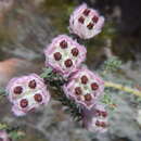 Image of Erica involucrata Klotzsch ex Benth.