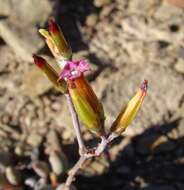 Image of Adromischus filicaulis subsp. filicaulis