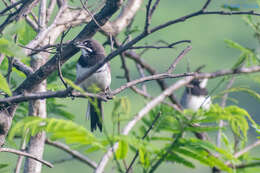 Image of Black-chested Sparrow