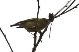 Bayağı çalı kuşu resmi