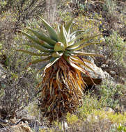 Image of Clanwilliam Aloe