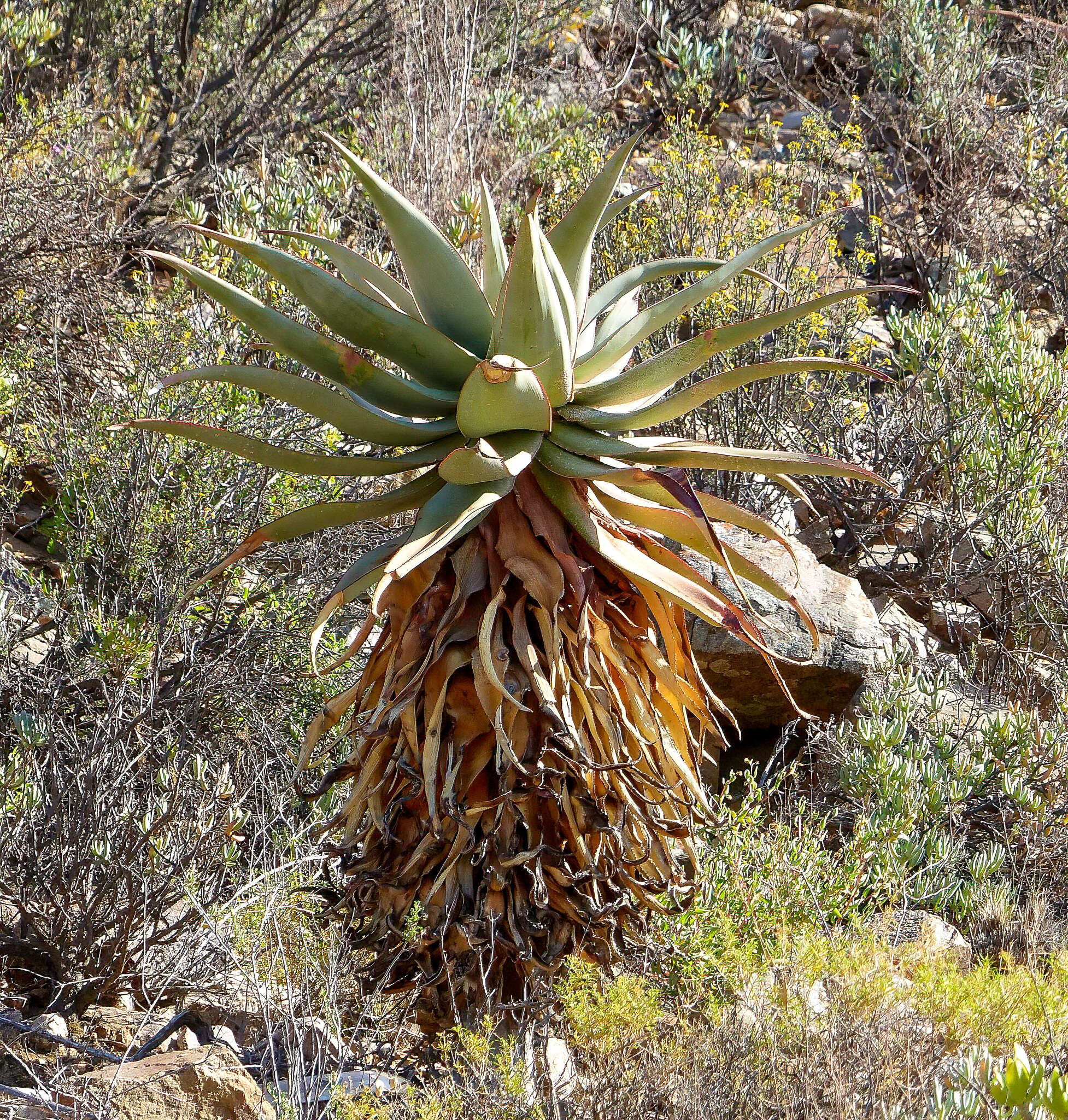 Image of Clanwilliam Aloe