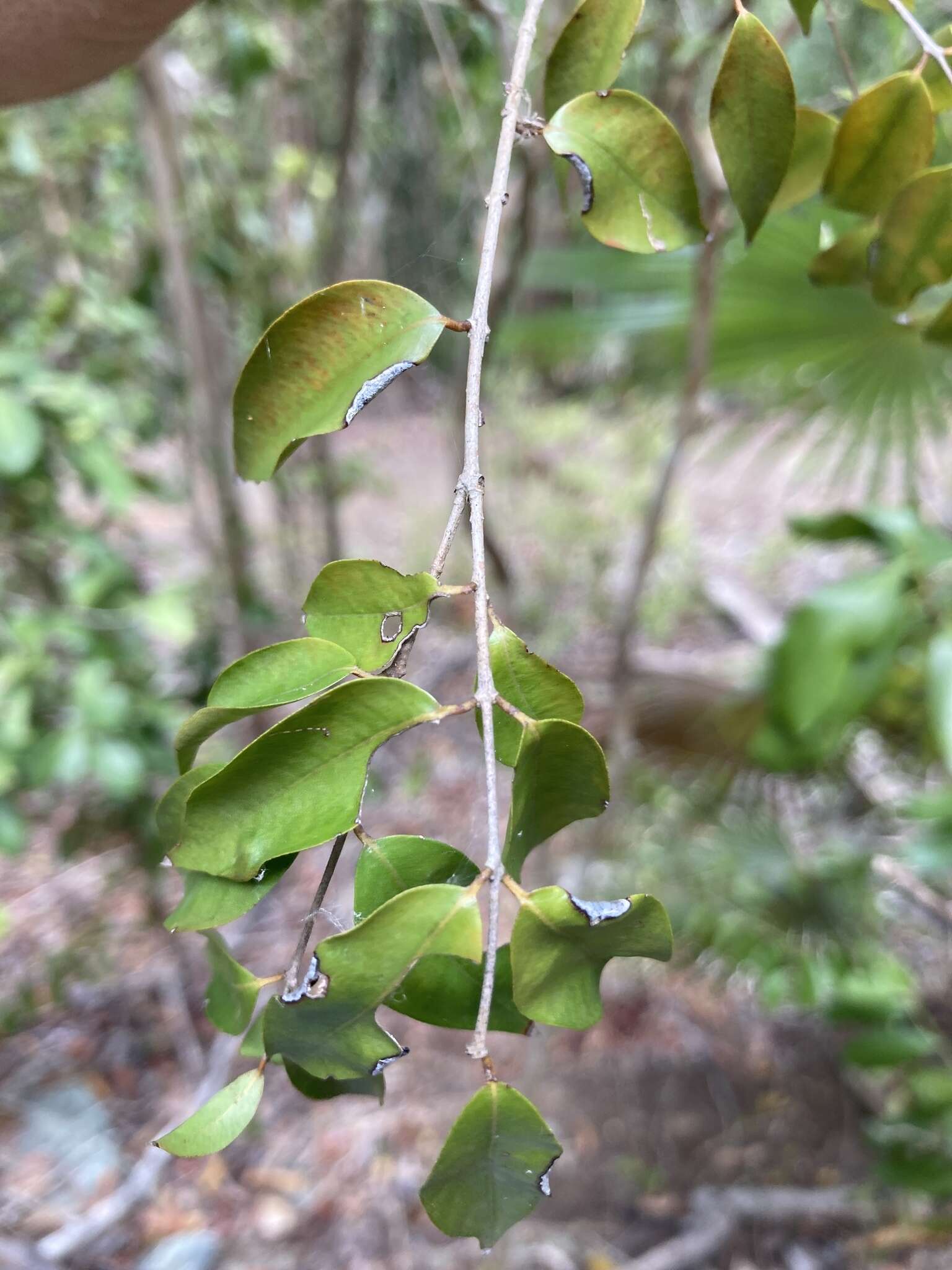 Eugenia biflora (L.) DC. resmi