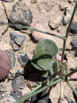 Image of Pahrump Valley buckwheat