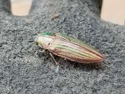 Image of Buprestis striata Fabricius 1775