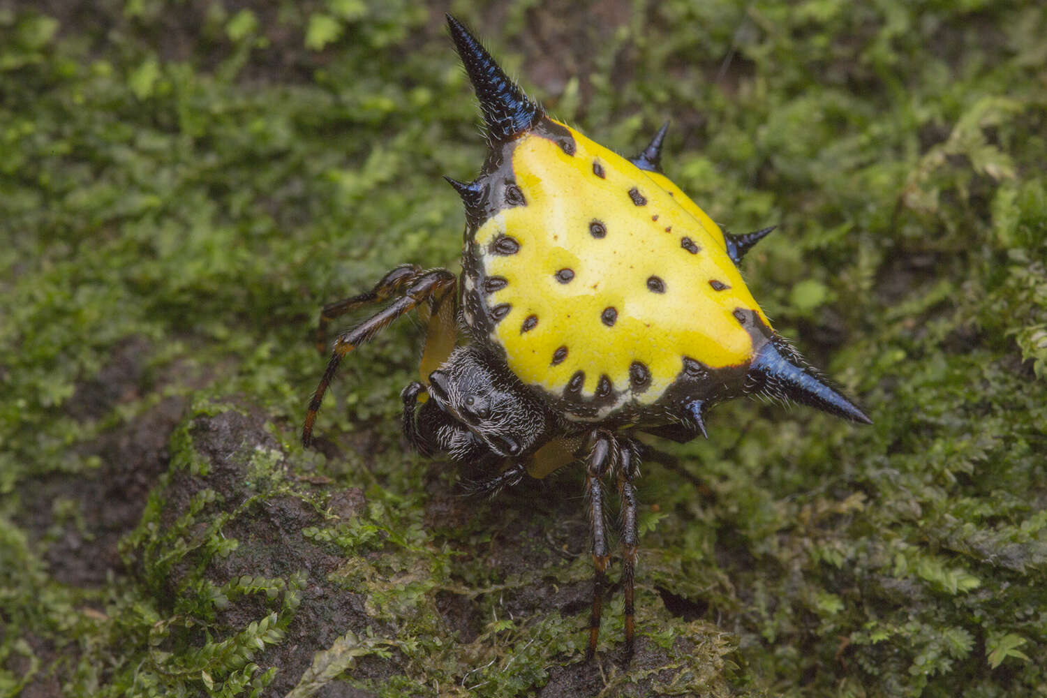 Image of Macracantha hasselti (C. L. Koch 1837) Macharoenboon, Siriwut & Jeratthitikul 2021