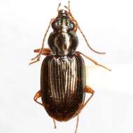 Слика од Bembidion (Notaphus) viridicolle (La Ferté-Sénectère 1841)