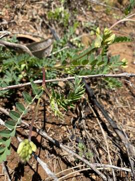 Image of Bald Mountain milkvetch