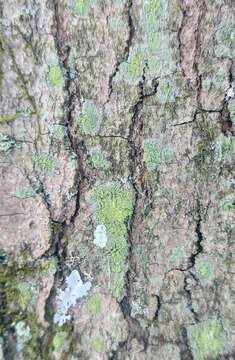 Ropalospora viridis (Tønsberg) Tønsberg的圖片