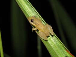 Image of Brown-bordered Snouted Treefrog