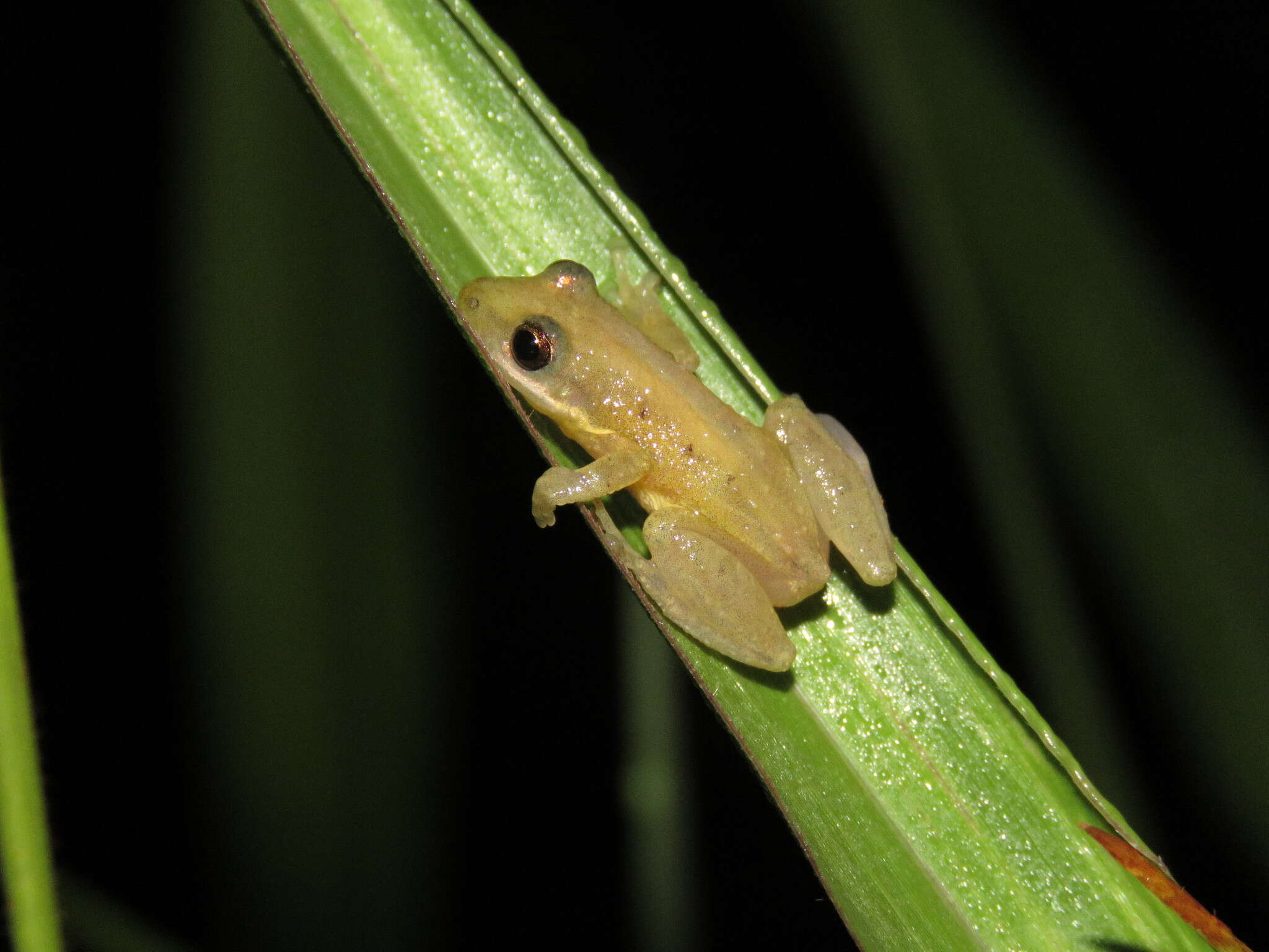 Image of Brown-bordered Snouted Treefrog
