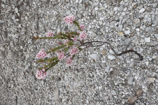 Image of Sprengelia incarnata Sm.