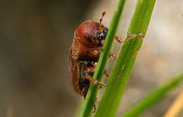 Image of Red Turpentine Beetle