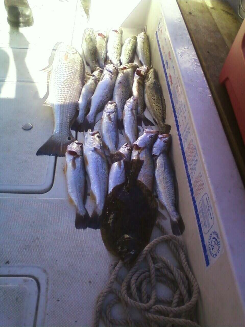 Image of Sand Seatrout