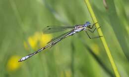 صورة Lestes unguiculatus Hagen 1861