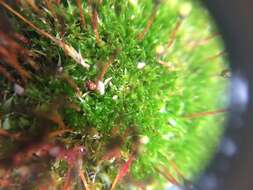 Image of Black fruited stink moss