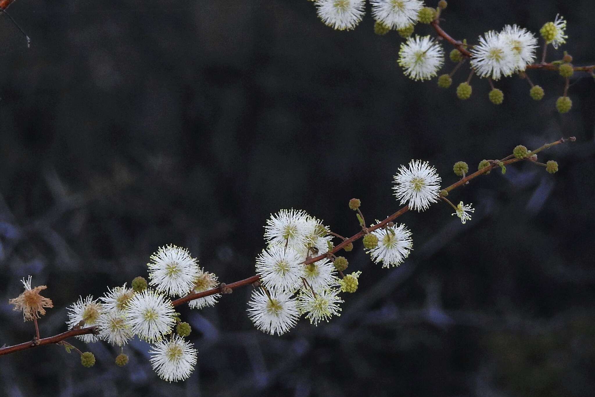 صورة Mimosa farinosa Griseb.