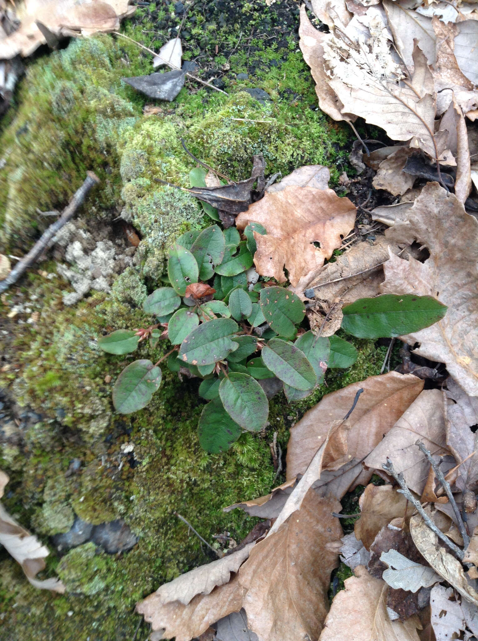 Sivun Epigaea repens L. kuva