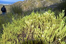 Image of Diosma oppositifolia L.