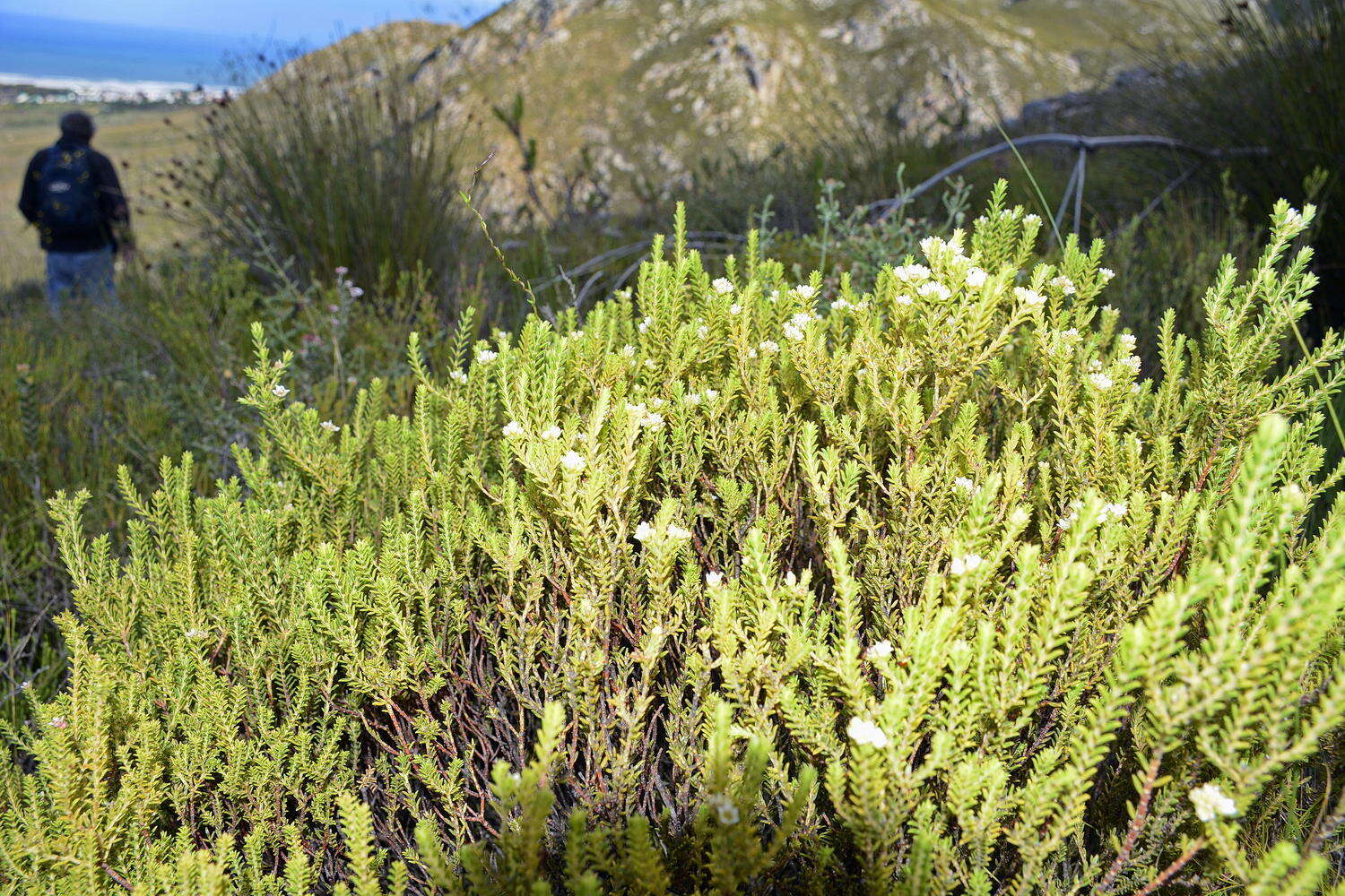 Image of Diosma oppositifolia L.