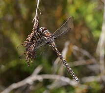 Image de Archipetalia auriculata Tillyard 1917