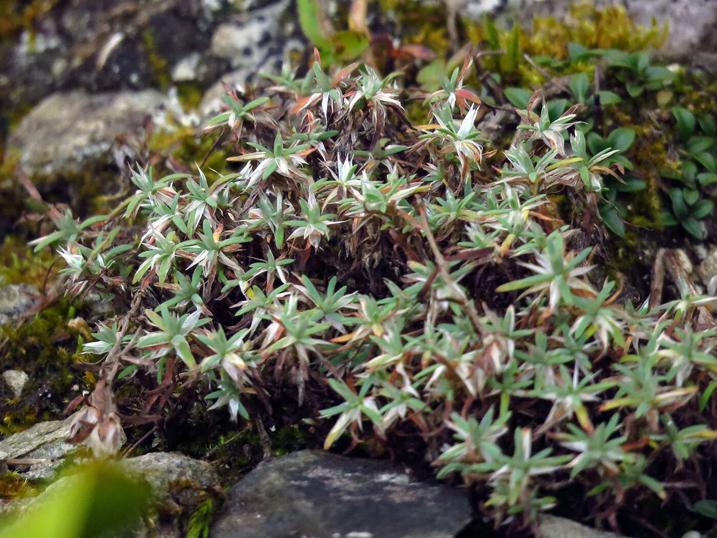 Image of silvery nailwort