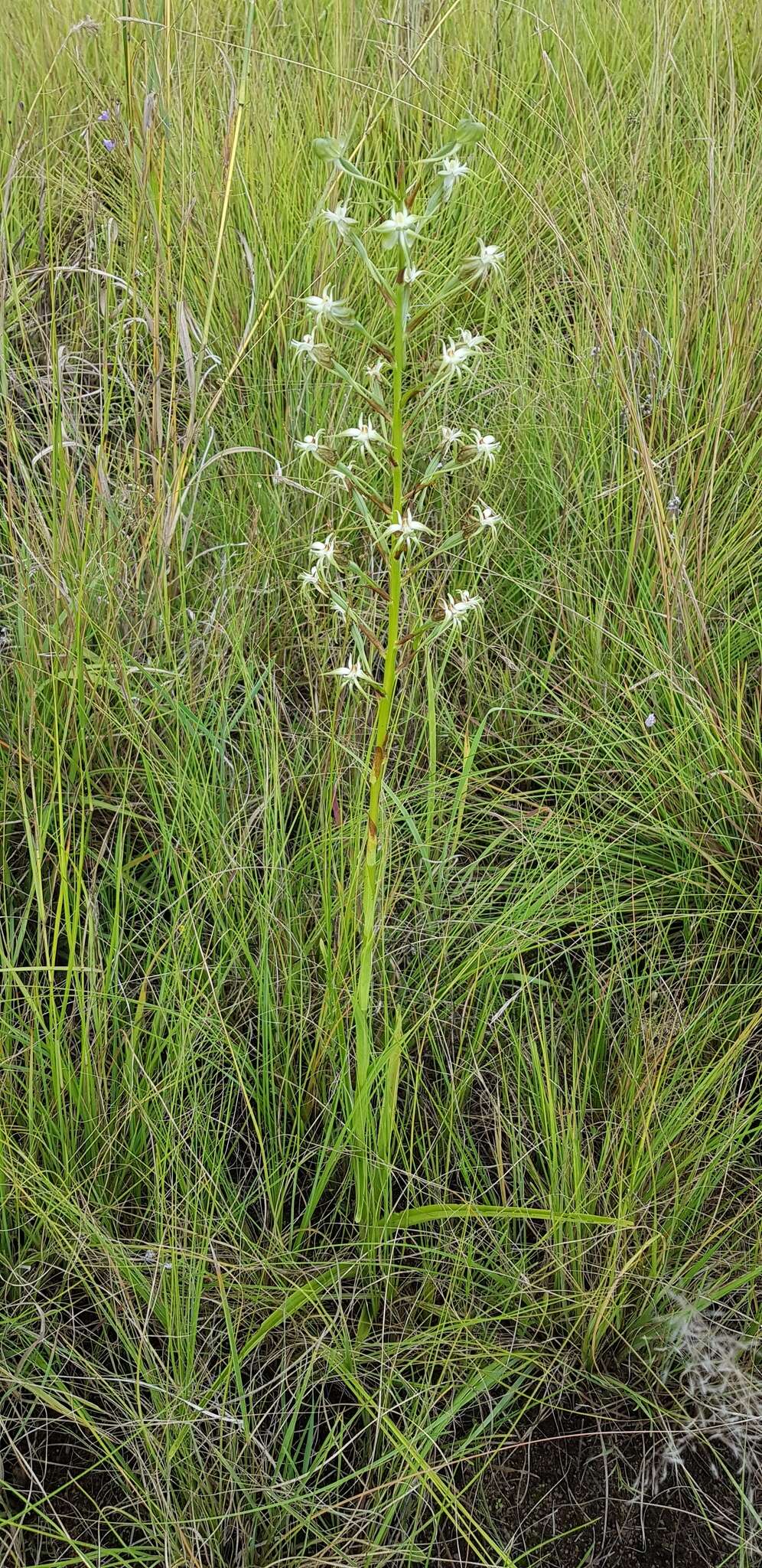 Image de Habenaria nyikana Rchb. fil.