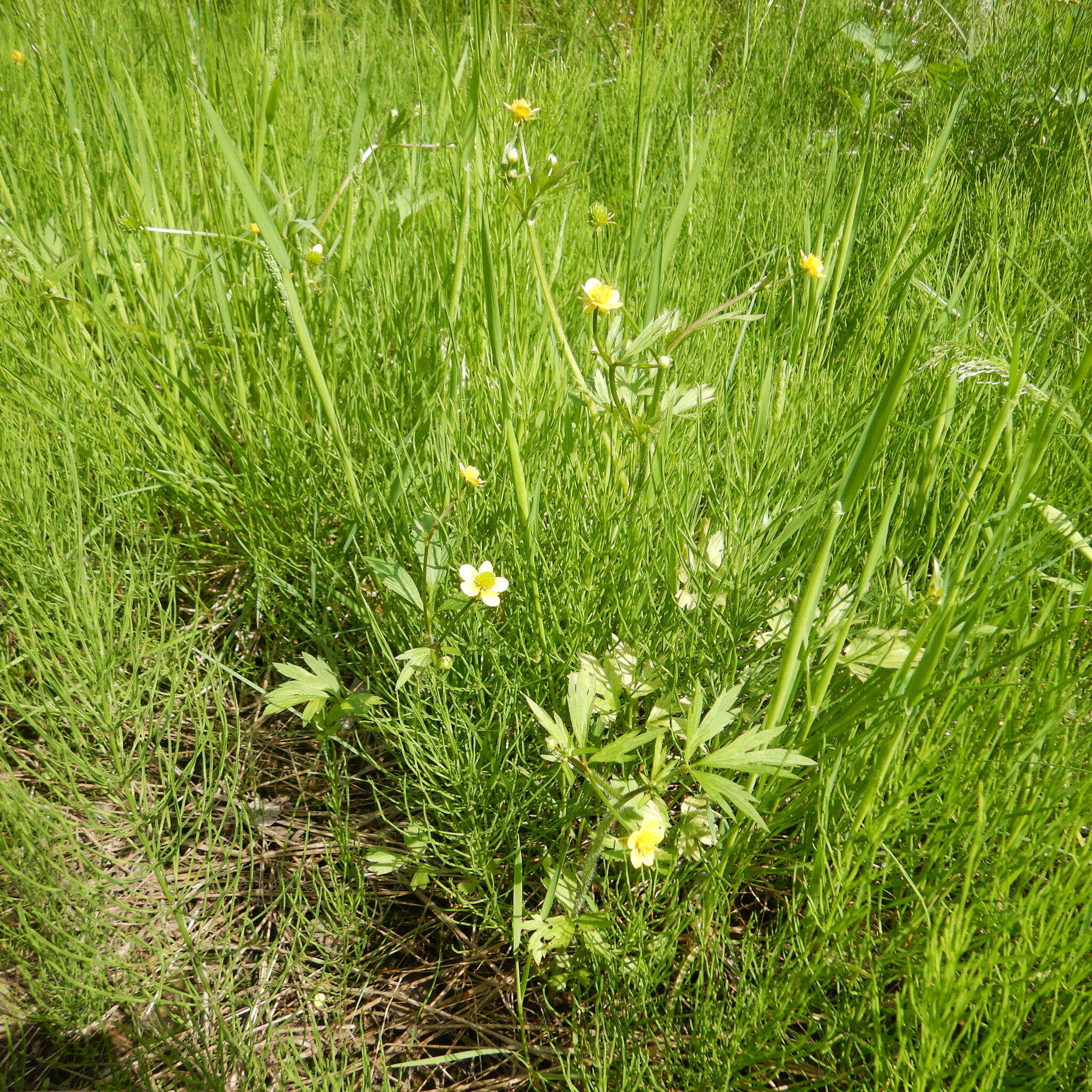 Image de Ranunculus macounii Britton