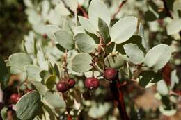 Arctostaphylos viscida subsp. pulchella (T. J. Howell) P. V. Wells resmi