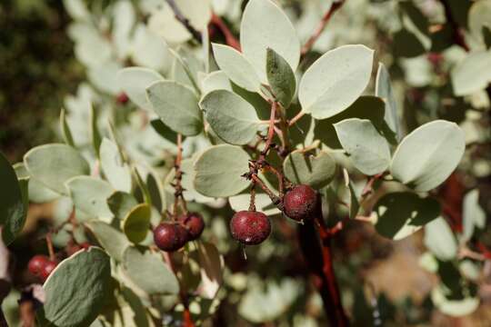 Sivun Arctostaphylos viscida subsp. pulchella (T. J. Howell) P. V. Wells kuva