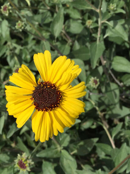 Sivun Encelia californica Nutt. kuva