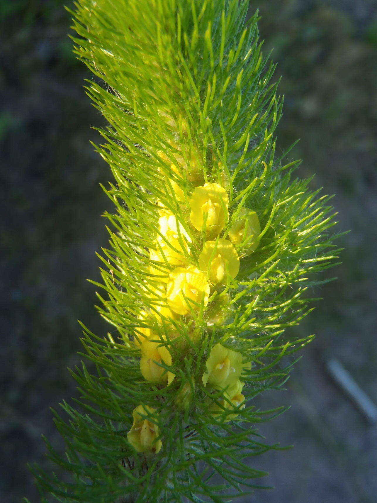 Image of Aspalathus alopecurus Benth.