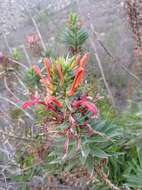 Слика од Lobelia excelsa Bonpl.