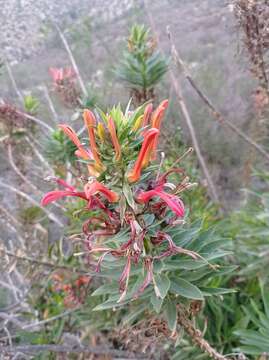 Image de Lobelia excelsa Bonpl.