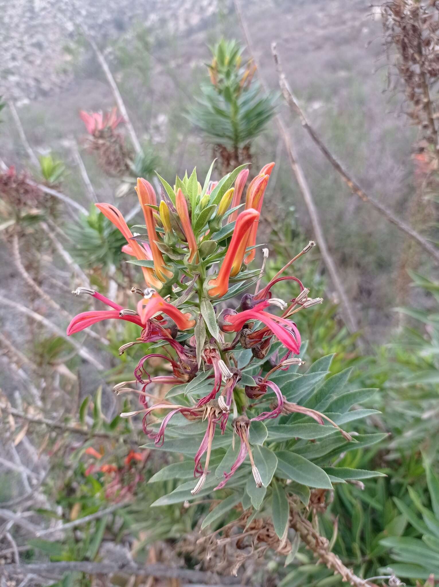 Слика од Lobelia excelsa Bonpl.