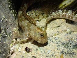 Image of Spotted rockskipper