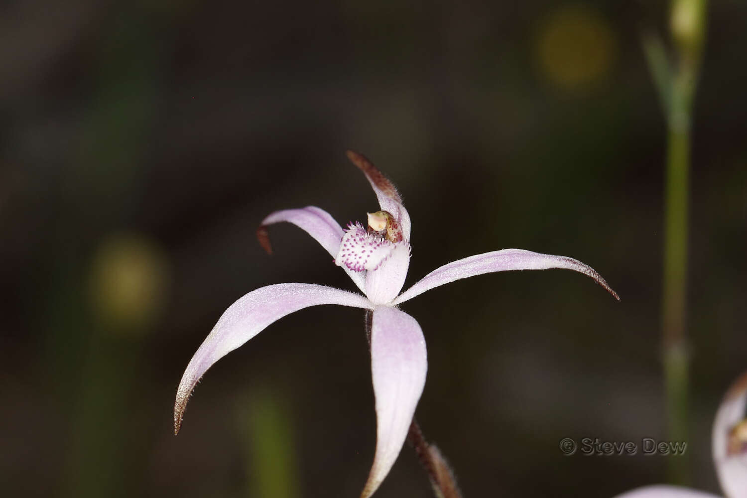 Image of Pink candy orchid