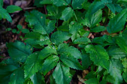 Angelica californica Jeps. resmi