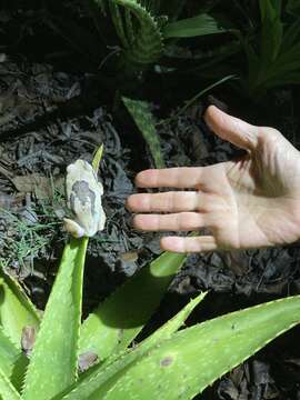 Image of Mozambique tree frog